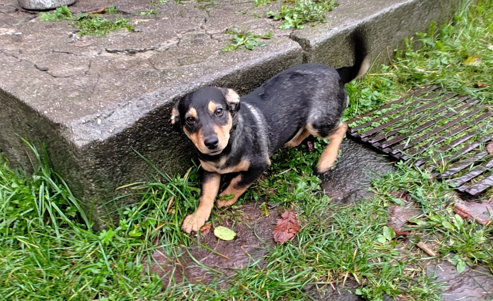 Poszukujemy właściciela lub osoby zainteresowanej adopcją kilkumiesięcznej suczki 