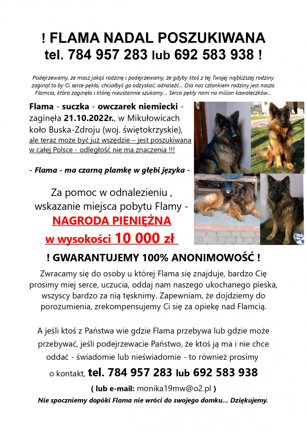 Właściciel poszukuje zaginionego owczarka niemieckiego